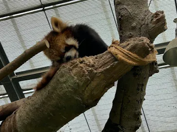 神戸どうぶつ王国に投稿された画像（2023/5/31）