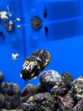 マリンワールド海の中道に投稿された画像（2023/5/31）