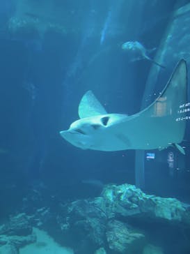 マリンワールド海の中道に投稿された画像（2023/5/31）