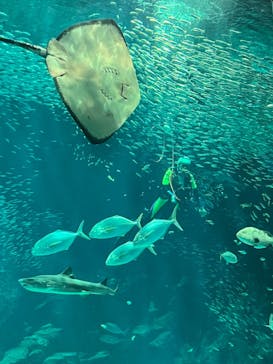 マリンワールド海の中道に投稿された画像（2023/5/31）