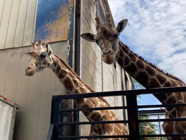 宇都宮動物園に投稿された画像（2023/5/31）