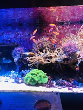 横浜開運水族館 フォーチュンアクアリウムに投稿された画像（2023/5/31）