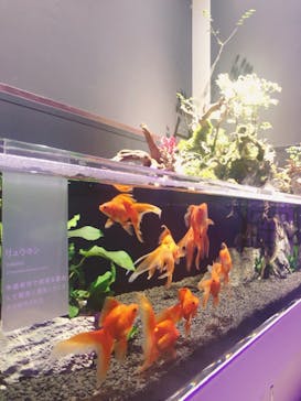 横浜開運水族館 フォーチュンアクアリウムに投稿された画像（2023/5/31）