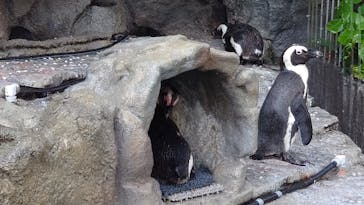 サンシャイン水族館に投稿された画像（2023/5/31）