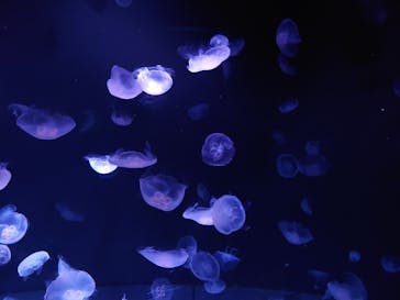 サンシャイン水族館に投稿された画像（2023/5/31）