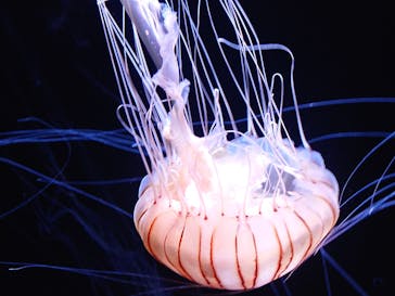 サンシャイン水族館に投稿された画像（2023/5/31）