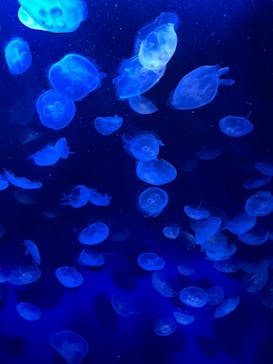 サンシャイン水族館に投稿された画像（2023/5/31）