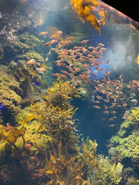 新江ノ島水族館に投稿された画像（2023/6/1）