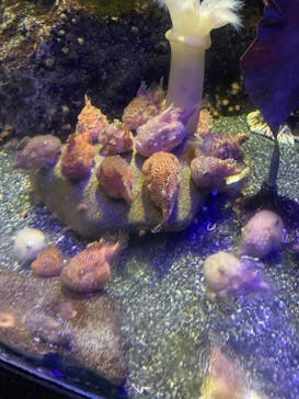 新江ノ島水族館に投稿された画像（2023/6/1）