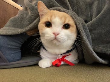 猫カフェモカ　池袋東口店に投稿された画像（2023/6/1）