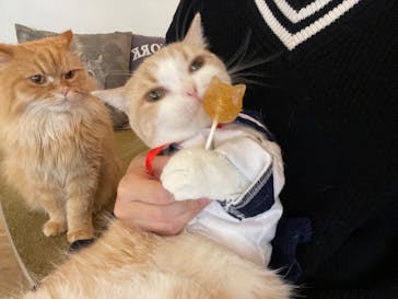 猫カフェモカ　池袋東口店に投稿された画像（2023/6/1）