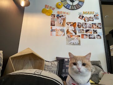猫カフェモカ　池袋東口店に投稿された画像（2023/6/1）