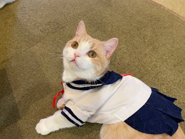 猫カフェモカ　池袋東口店に投稿された画像（2023/6/1）