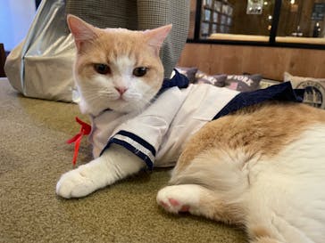 猫カフェモカ　池袋東口店に投稿された画像（2023/6/1）