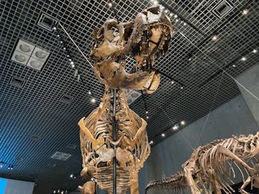 特別展「恐竜博2023」に投稿された画像（2023/5/28）