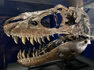 特別展「恐竜博2023」に投稿された画像（2023/5/28）