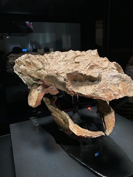 特別展「恐竜博2023」に投稿された画像（2023/5/28）