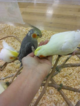 いきもの探検隊湘南に投稿された画像（2023/6/1）