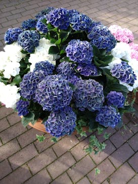 横浜イングリッシュガーデンに投稿された画像（2023/6/1）