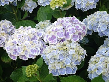 横浜イングリッシュガーデンに投稿された画像（2023/6/1）