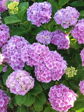 横浜イングリッシュガーデンに投稿された画像（2023/6/1）