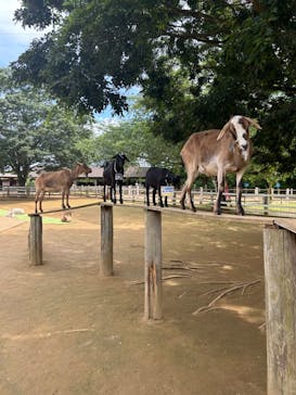 成田ゆめ牧場に投稿された画像（2023/6/1）