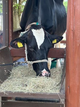 成田ゆめ牧場に投稿された画像（2023/6/1）