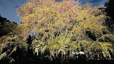 六義園に投稿された画像（2023/6/1）