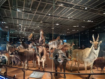 国立科学博物館に投稿された画像（2023/6/1）