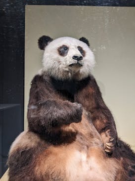 国立科学博物館に投稿された画像（2023/6/1）