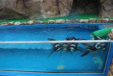 大分マリーンパレス水族館 「うみたまご」に投稿された画像（2023/6/2）