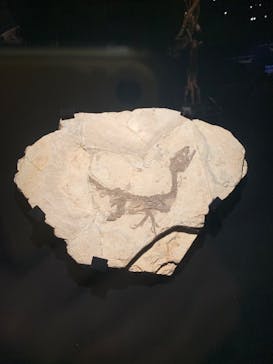 特別展「恐竜博2023」に投稿された画像（2023/6/2）