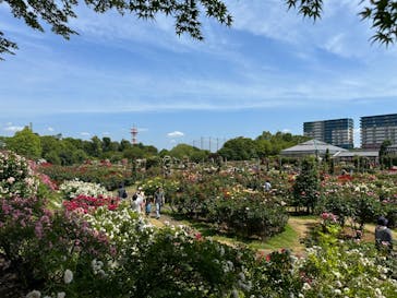 京成バラ園に投稿された画像（2023/6/2）