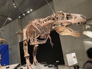 特別展「恐竜博2023」に投稿された画像（2023/6/2）
