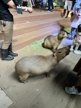 カワスイ 川崎⽔族館に投稿された画像（2023/6/2）