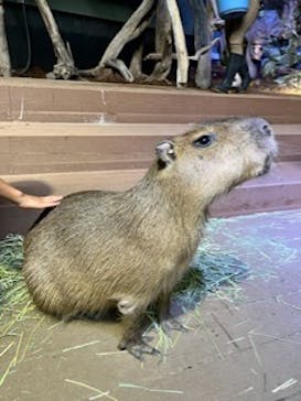 カワスイ 川崎⽔族館に投稿された画像（2023/6/2）