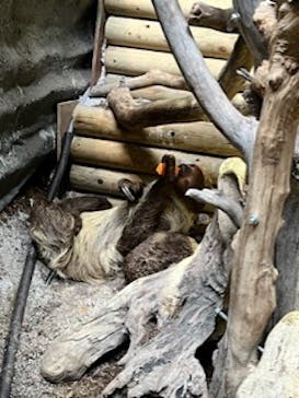 カワスイ 川崎⽔族館に投稿された画像（2023/6/2）