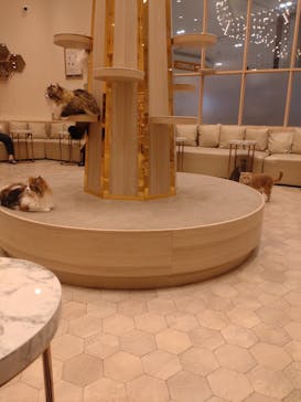 猫カフェモカ　イオンモール幕張新都心店に投稿された画像（2023/6/2）