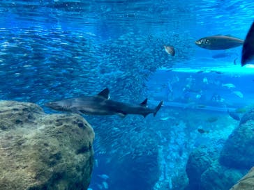 新江ノ島水族館に投稿された画像（2023/6/2）