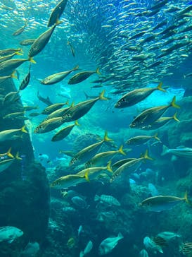 新江ノ島水族館に投稿された画像（2023/6/2）