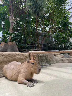 神戸どうぶつ王国に投稿された画像（2023/6/2）