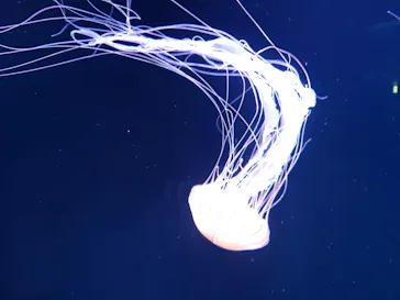 サンシャイン水族館に投稿された画像（2023/6/2）
