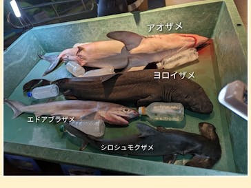 新江ノ島水族館に投稿された画像（2023/6/2）