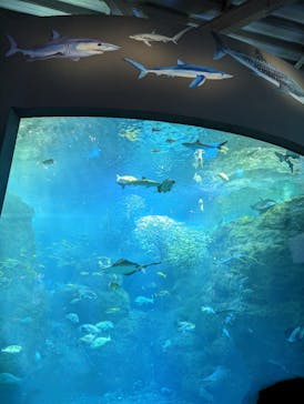 新江ノ島水族館に投稿された画像（2023/6/2）