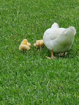 美らヤシパークオキナワ・東南植物楽園に投稿された画像（2023/6/3）
