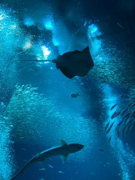 アクアワールド茨城県大洗水族館に投稿された画像（2023/6/3）