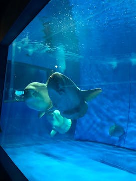 アクアワールド茨城県大洗水族館に投稿された画像（2023/6/3）