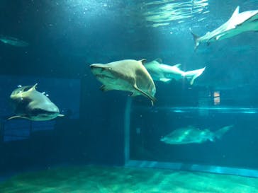 アクアワールド茨城県大洗水族館に投稿された画像（2023/6/3）