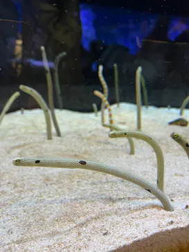 すみだ水族館に投稿された画像（2023/6/3）