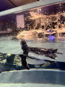 すみだ水族館に投稿された画像（2023/6/3）